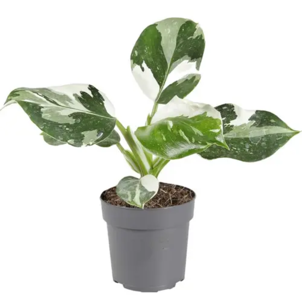 Philodendron White Wizard