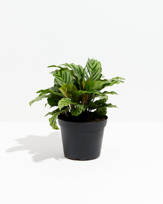 Calathea Concinna "Freddy"