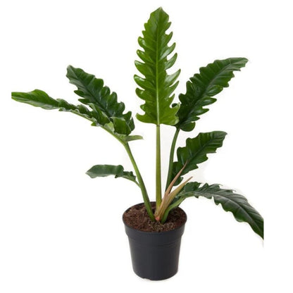 philodendron Narrow