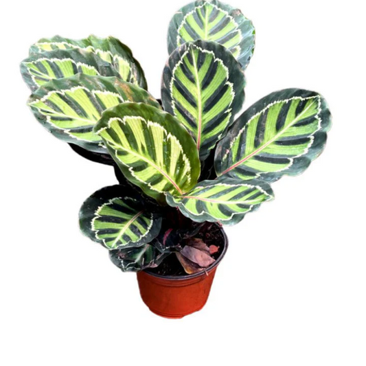 Calathea Illustris