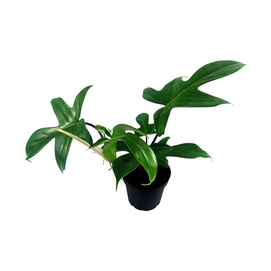 Philodendron Florida Green