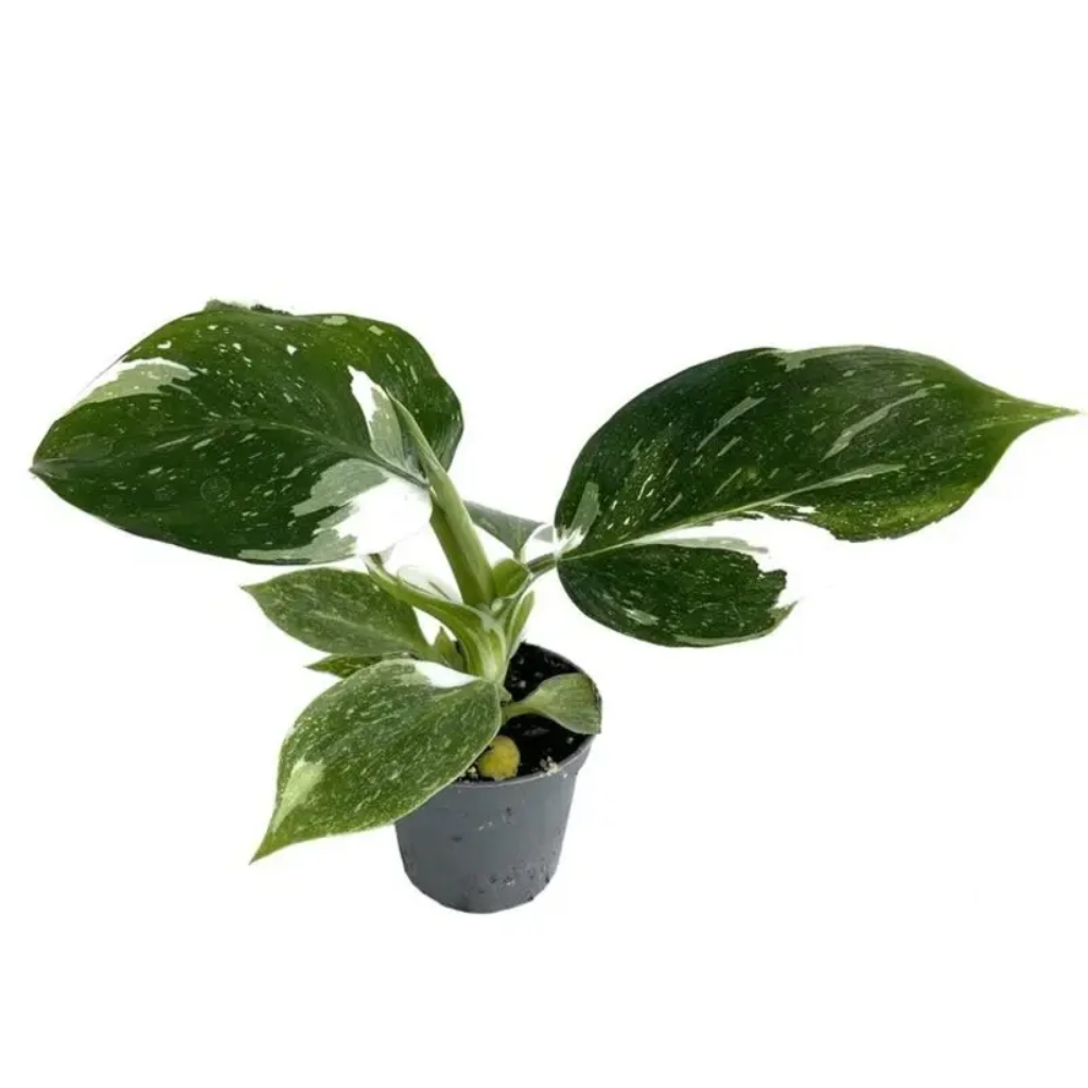 Philodendron White Wizard