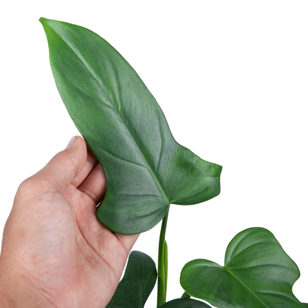 Philodendron Bipennifolium