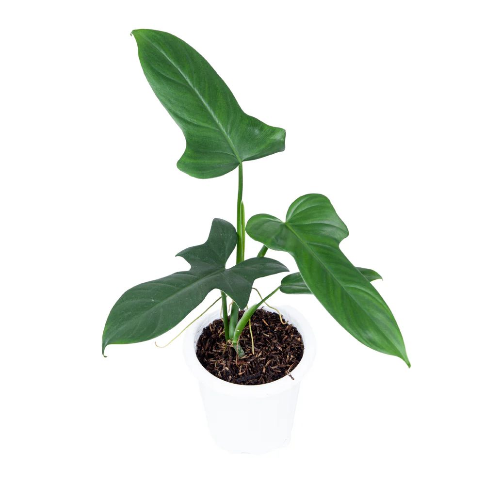 Philodendron Bipennifolium