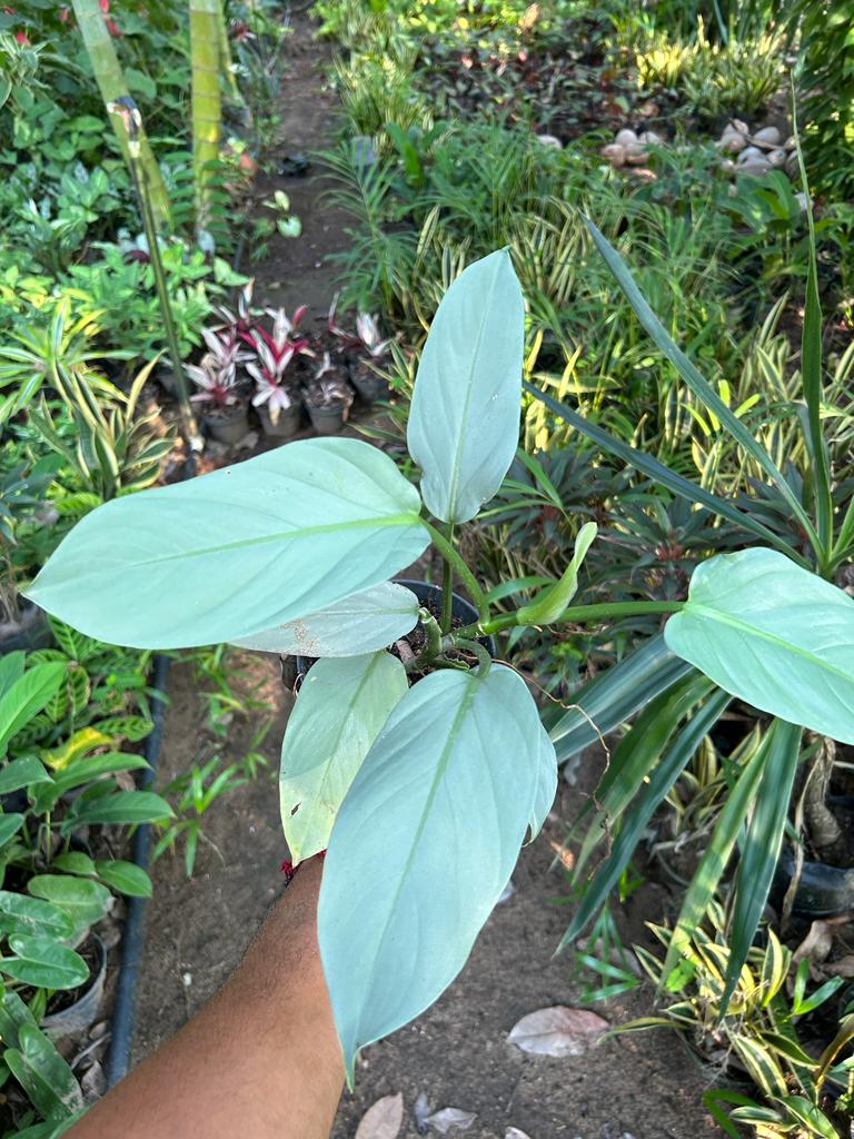 Philodendron Silver Sword