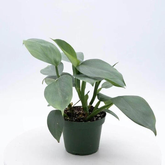 Philodendron Silver Sword