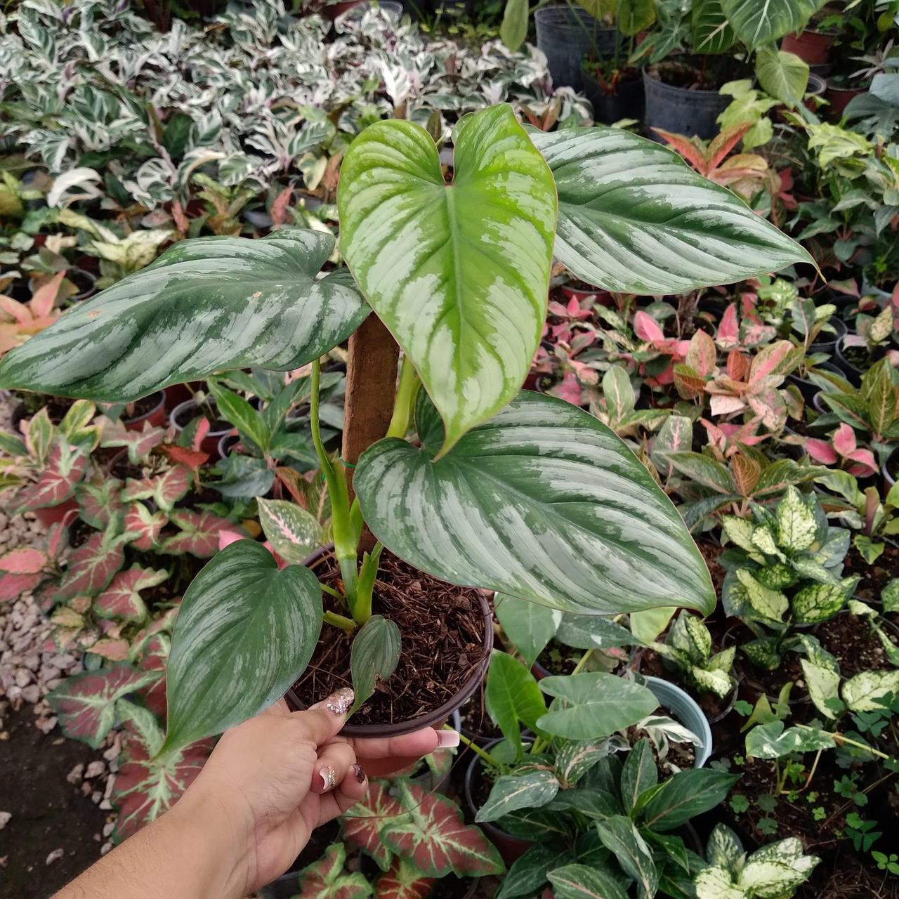 Philodendron Silver Mamei