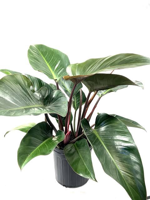 Philodendron Red Congo