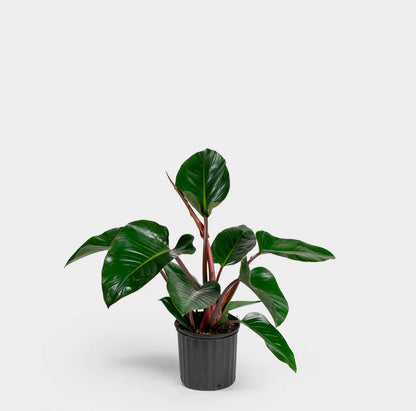 Philodendron Red Congo