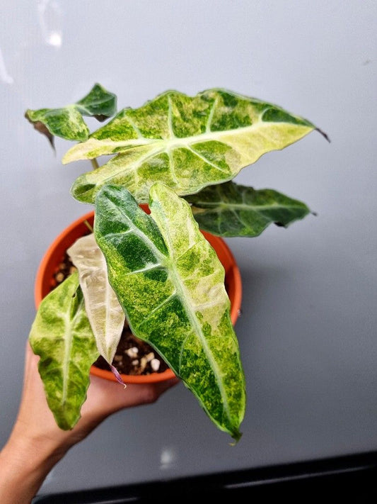 Alocasia Dwarf Amazónica Variegada