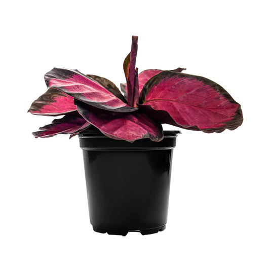 Calathea Crimson