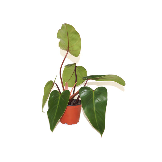 Philodendron Red Emerald