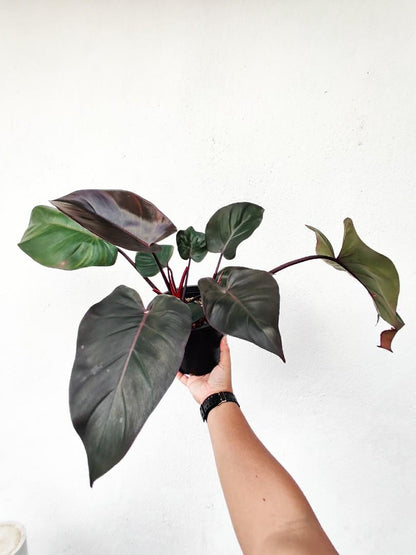 Philodendron Royal Queen