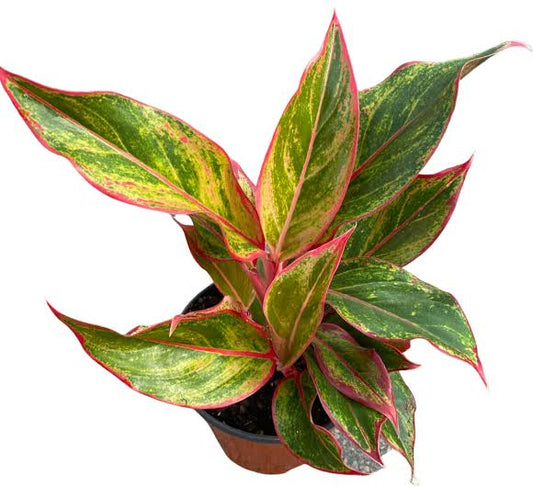 Aglaonema Siam Aurora