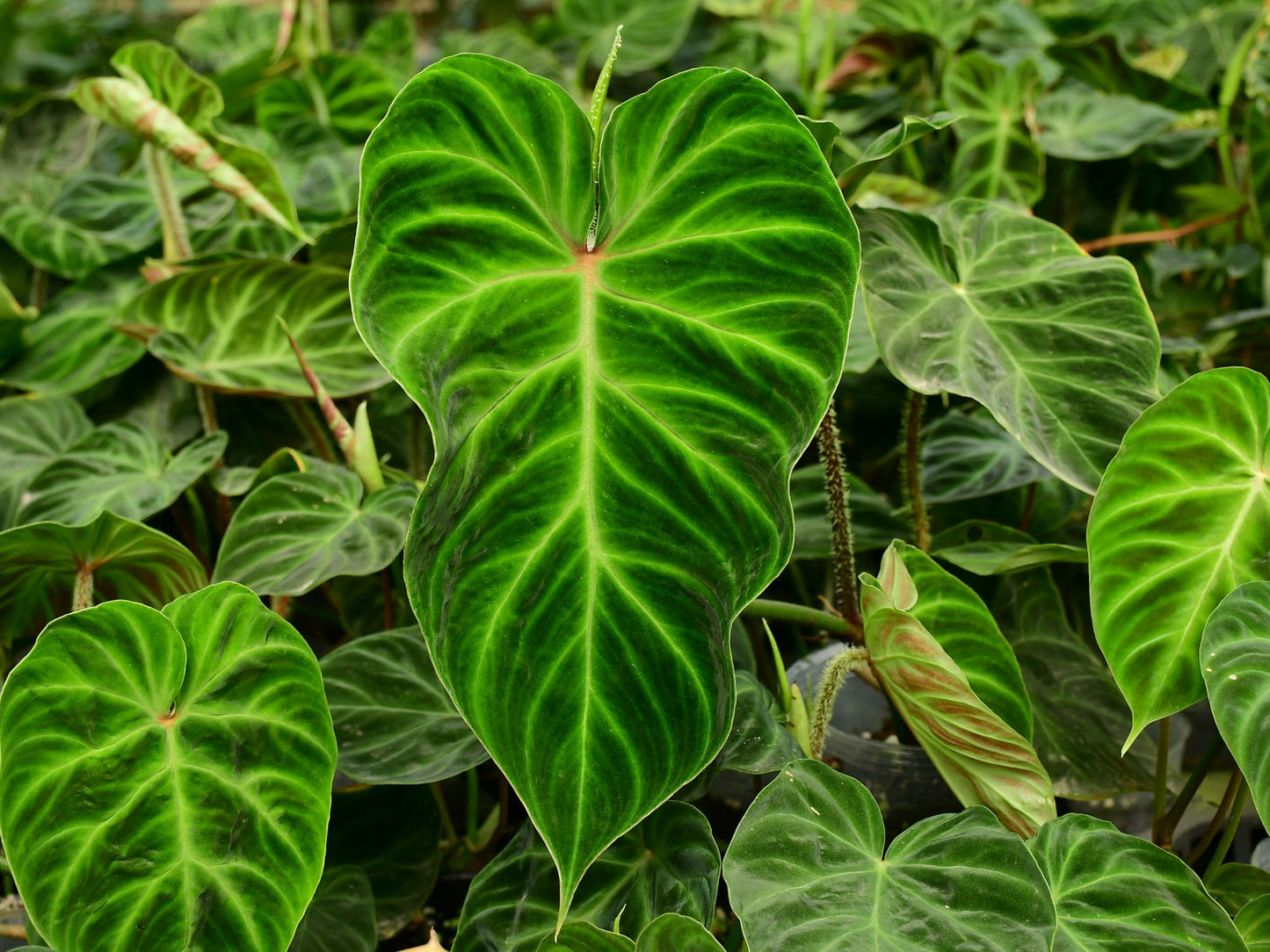 Philodendron Verrucosum