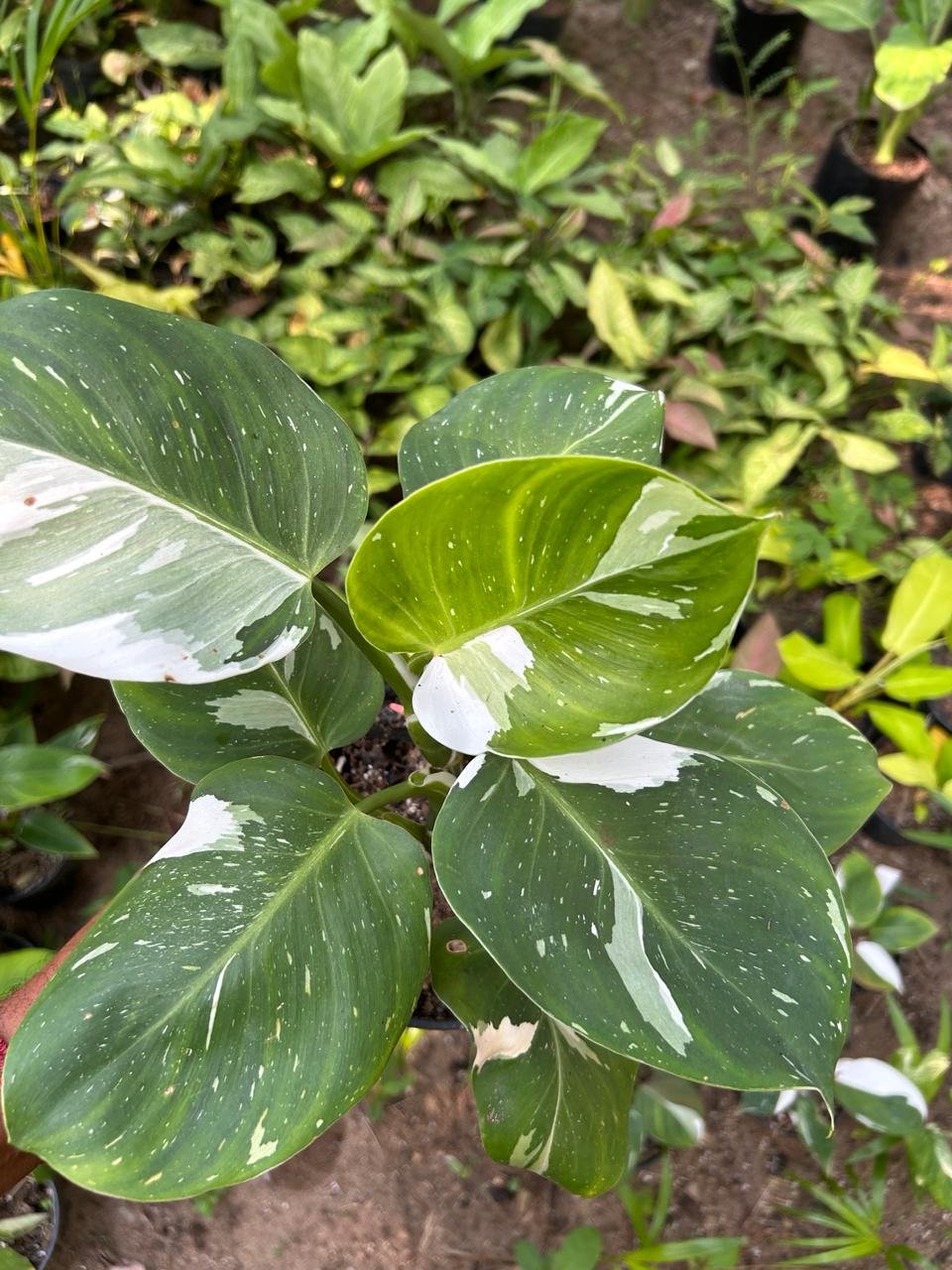 Philodendron White Wizard