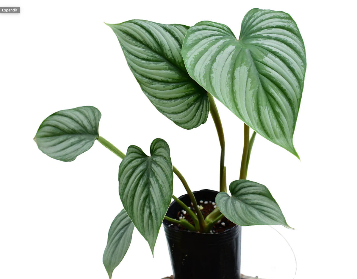 Philodendron Silver Mamei