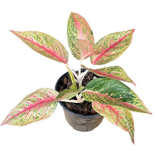 Aglaonema Pink Legacy