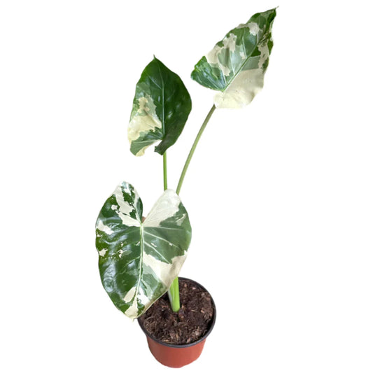 Alocasia Macrorrhiza Variegada