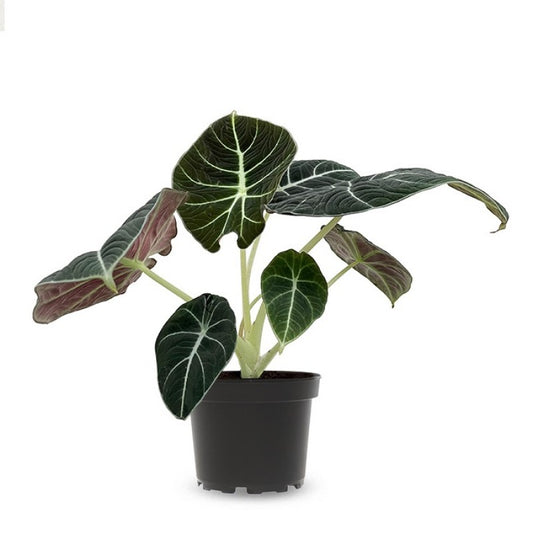 Alocasia Black Velvet