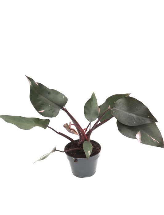 Philodendron Pink Princess