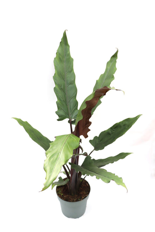 Alocasia Lauterbachiana