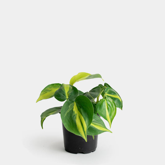 Philodendron Brasil