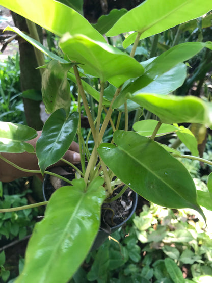 Philodendron Burle Marx