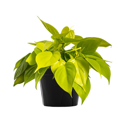 Philodendron Cordatum Limon