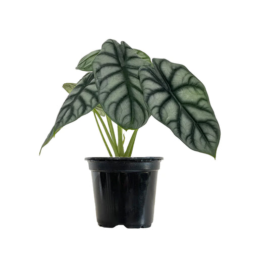 Alocasia Silver Dragon