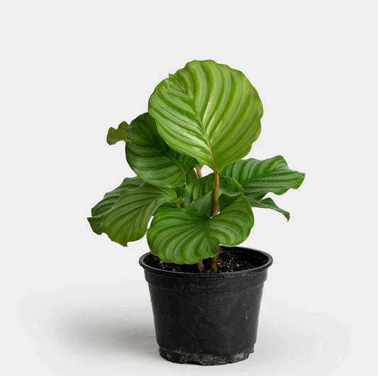 Calathea Orbifolia