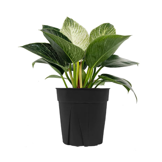 Philodendron Birkin