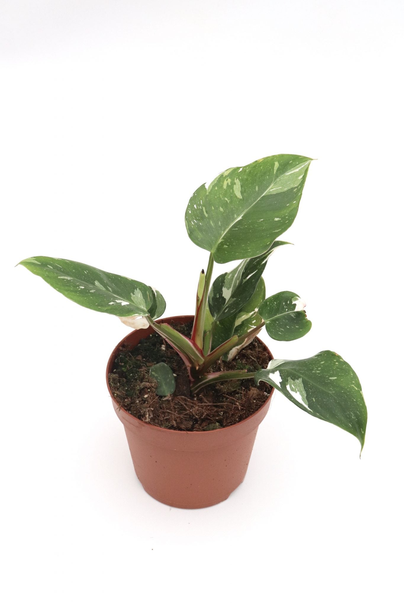 Philodendron White Princess