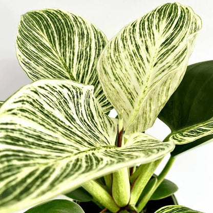 Philodendron Birkin