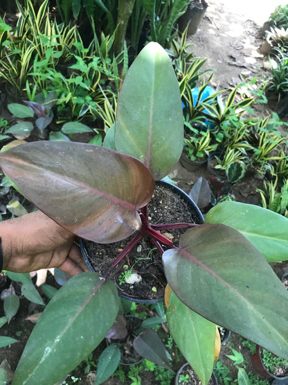 Philodendron Royal Queen