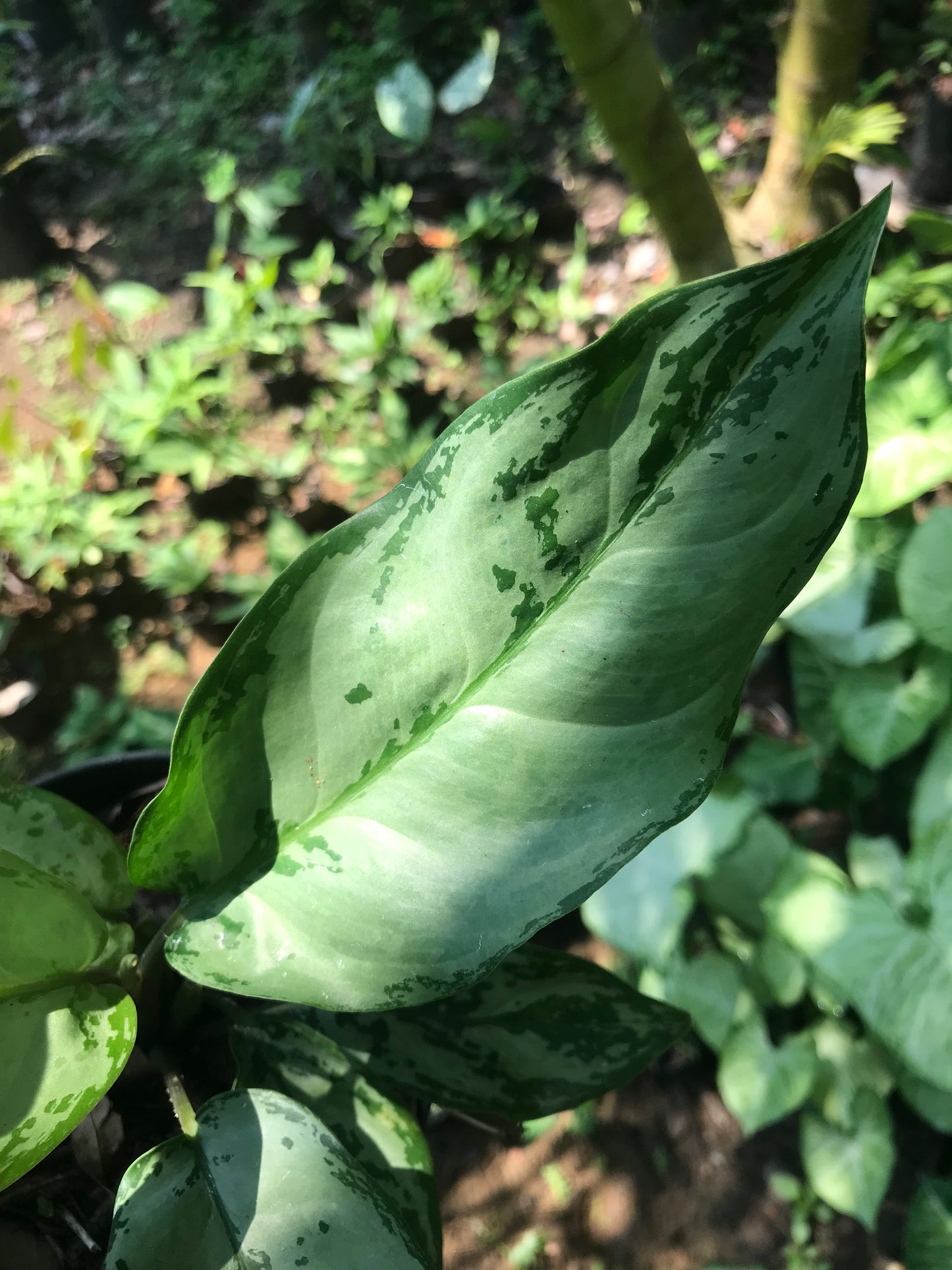 Aglaonema Schott