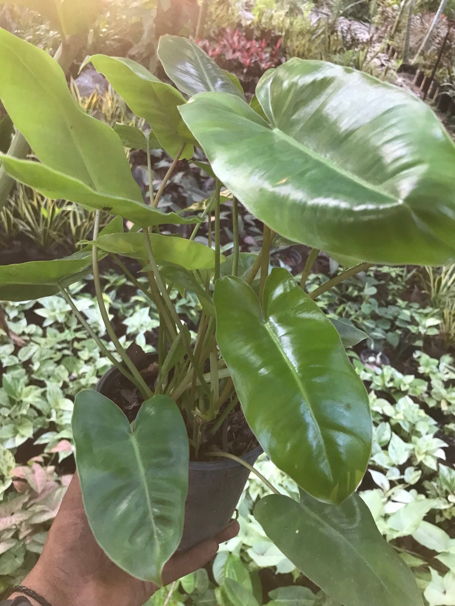 Philodendron Burle Marx