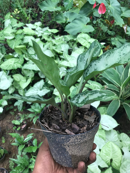 Aglaonema Schott