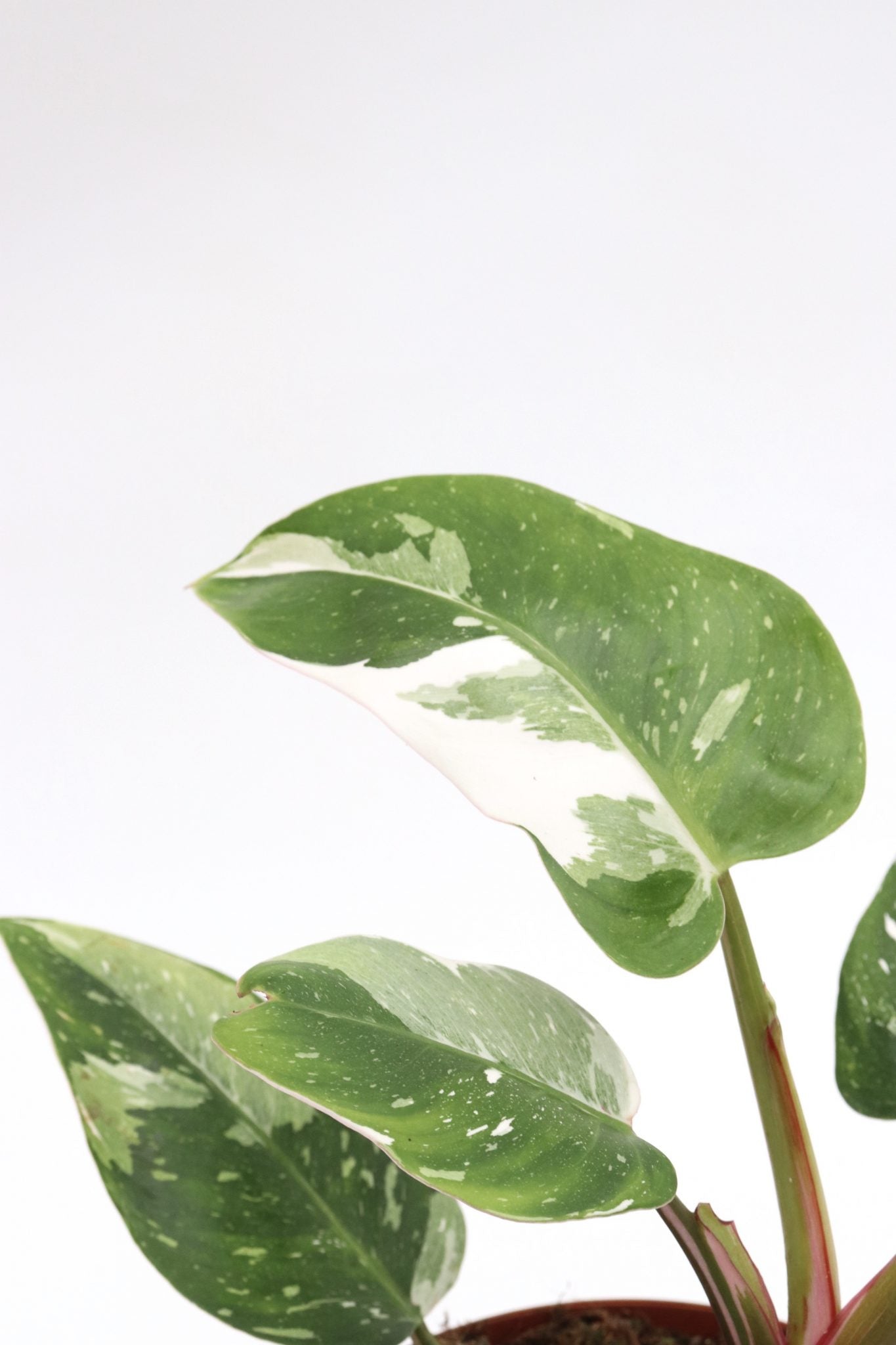 Philodendron White Princess