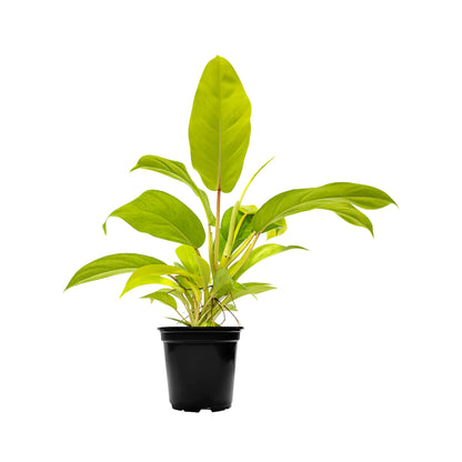 Philodendron Lemon Lime