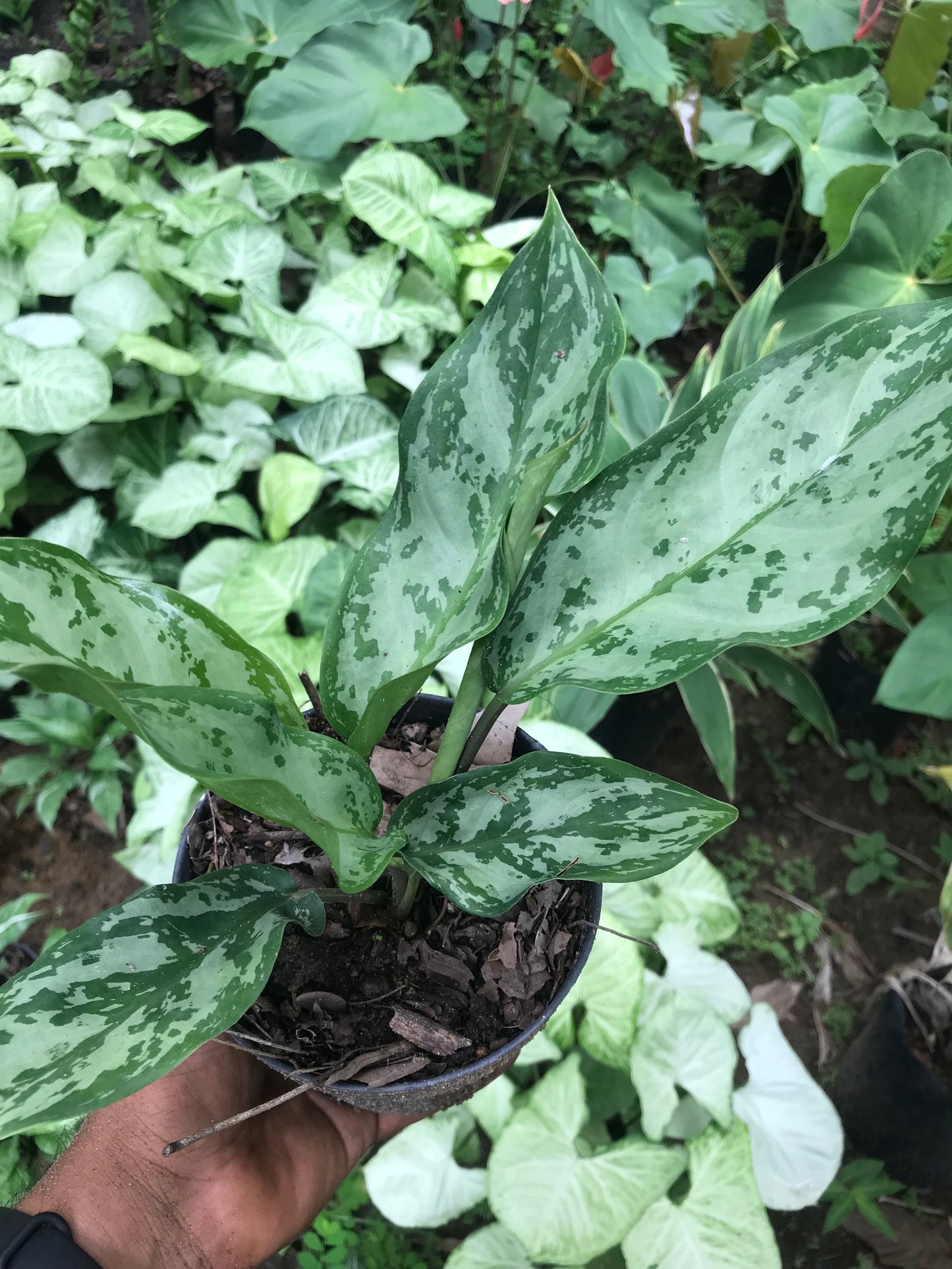 Aglaonema Schott