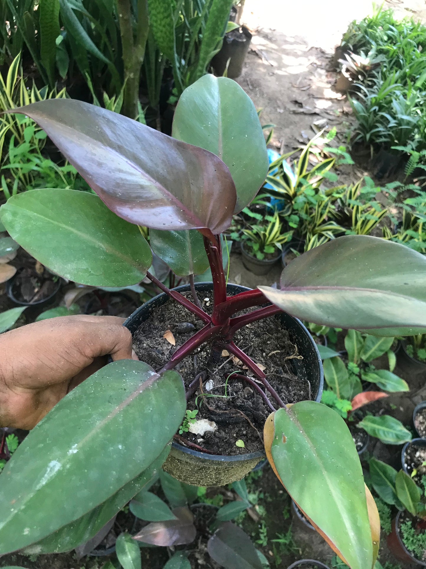 Philodendron Royal Queen