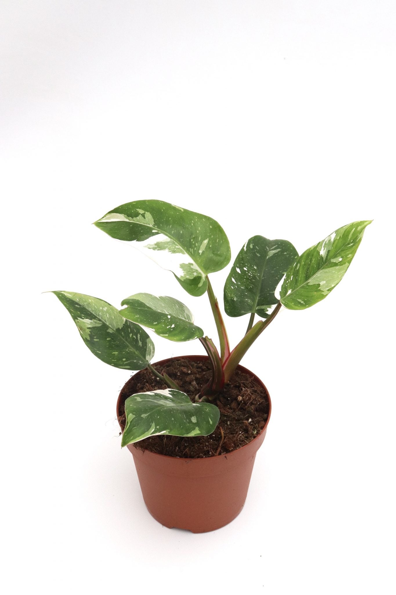 Philodendron White Princess