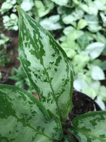 Aglaonema Schott