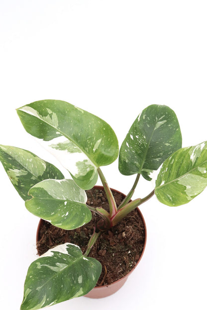 Philodendron White Princess