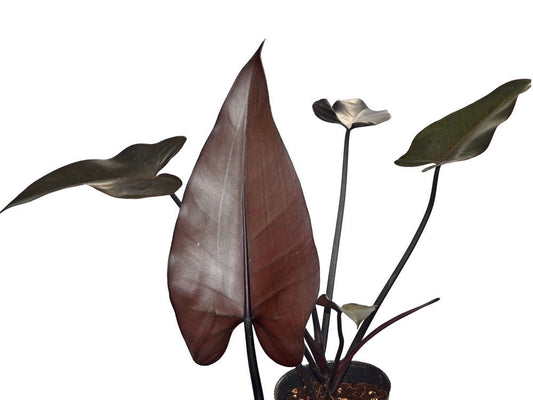 Philodendron Black Majesty